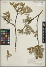 Foto von Salix glauca L. x Salix phylicifolia L.